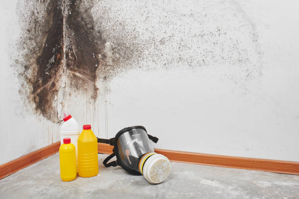 Best Post-Flood Mold Remediation in Abbeville, AL