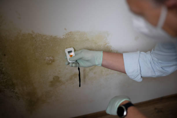 Best Mold Testing and Inspection Services in Abbeville, AL