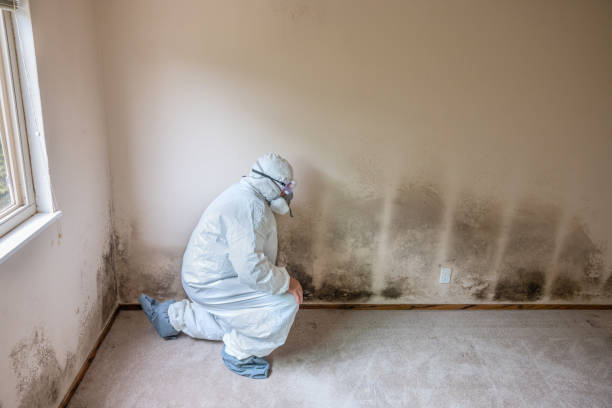 Best Residential Mold Remediation in Abbeville, AL